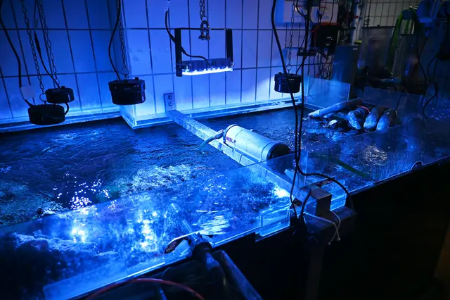 Hinter den Kulissen des Aquariums