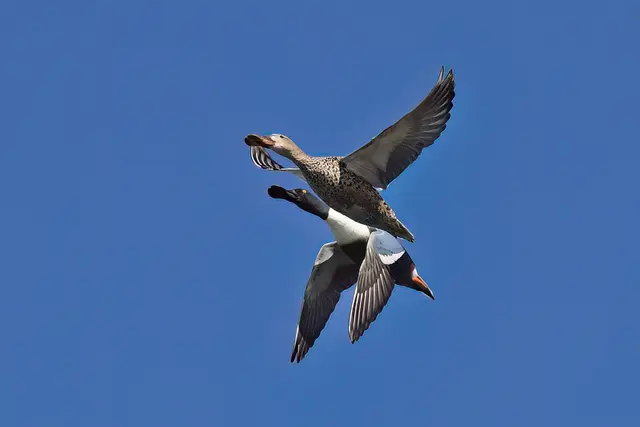 Löffelente | Foto: Copyright Andreas Schäfer