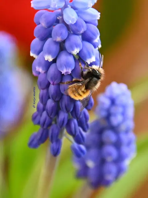 Garten im Jahreslauf - Frühlingserwachen im März (Foto: Katja Woidtke)

Die Blüten der Perlhyazinthe (Muscari) ziehen Wildbienen an  | Foto: Katja Woidtke