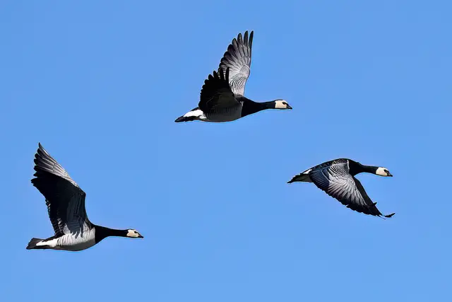 Nonnengänse auch Weißwangengänse | Foto: Copyright Andreas Schäfer