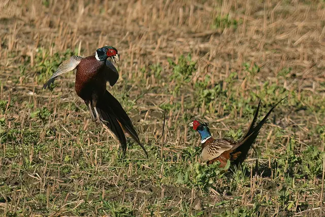 Foto: Copyright Andreas Schäfer