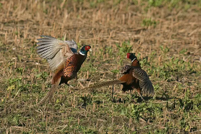 Foto: Copyright Andreas Schäfer