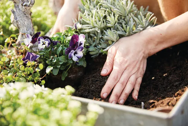 Eine hochwertige Spezialerde fördert ein nachhaltiges, kräftiges Pflanzenwachstum und sorgt für eine stabile Wurzelentwicklung – unterstützt durch optimierte Wasserführungs- und Wasserhalteeigenschaften.  | Foto: Compo/akz-o