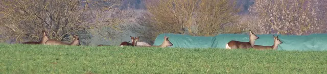 Ausschnitt aus dem Original-Foto (nächstes Bild). | Foto: M. A.