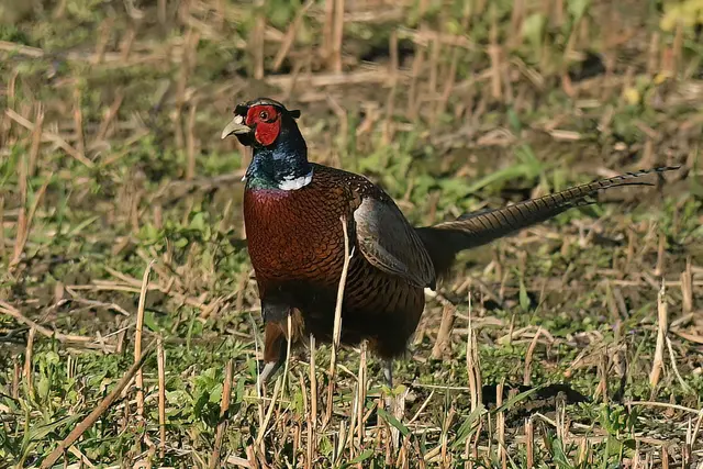 Foto: Copyright Andreas Schäfer