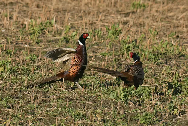 Foto: Copyright Andreas Schäfer