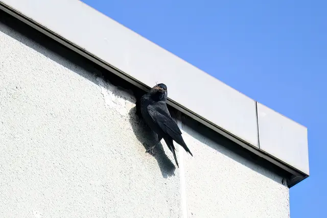 Foto: Copyright Andreas Schäfer