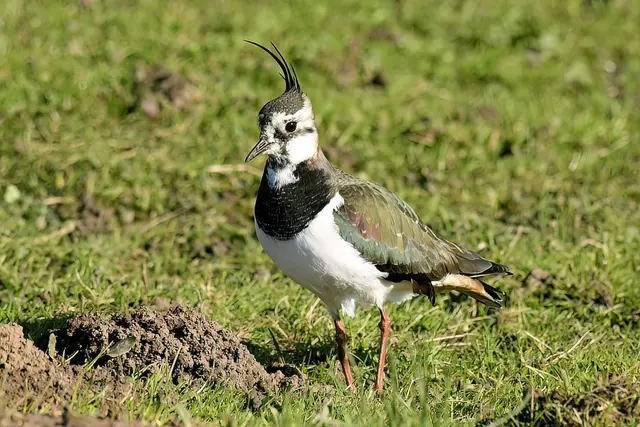 Foto: Copyright Andreas Schäfer