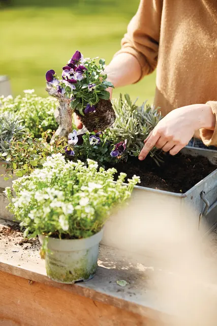 Eine hochwertige Spezialerde fördert ein nachhaltiges, kräftiges Pflanzenwachstum und sorgt für eine stabile Wurzelentwicklung – unterstützt durch optimierte Wasserführungs- und Wasserhalteeigenschaften.  | Foto: Compo/akz-o