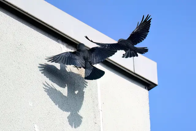 Foto: Copyright Andreas Schäfer