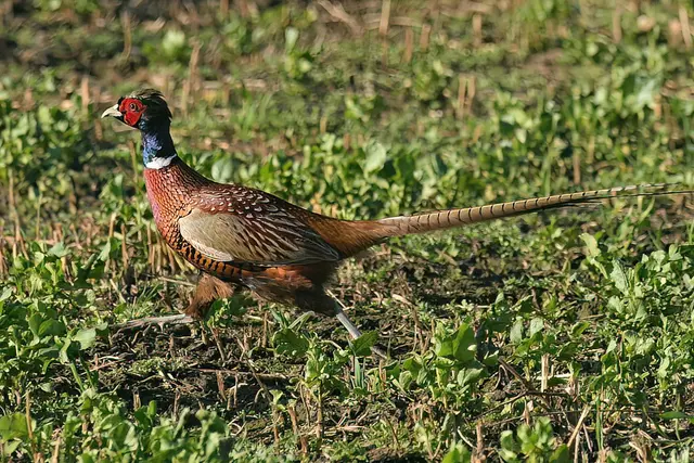 Foto: Copyright Andreas Schäfer