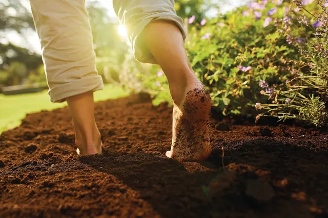 Eine gute Pflanzerde versorgt die Pflanzen in den ersten Wochen mit Nährstoffen und erleichtert so den Start nach dem Einpflanzen.  | Foto: Compo/akz-o