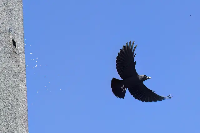 Foto: Copyright Andreas Schäfer