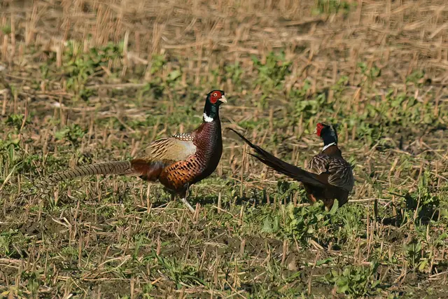 Foto: Copyright Andreas Schäfer