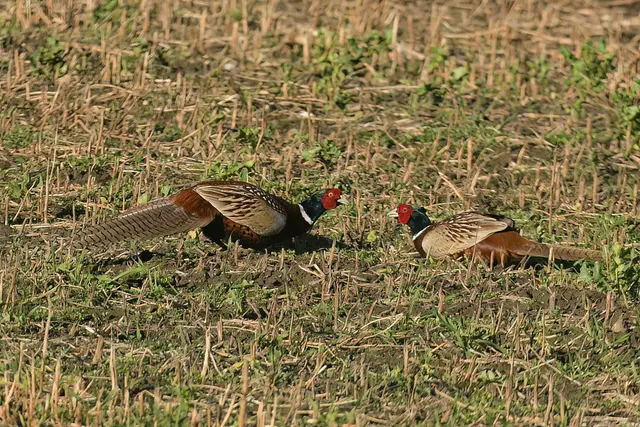 Foto: Copyright Andreas Schäfer