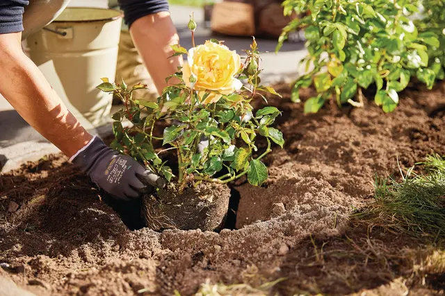Eine hochwertige Spezialerde fördert ein nachhaltiges, kräftiges Pflanzenwachstum und sorgt für eine stabile Wurzelentwicklung – unterstützt durch optimierte Wasserführungs- und Wasserhalteeigenschaften.  | Foto: Compo/akz-o