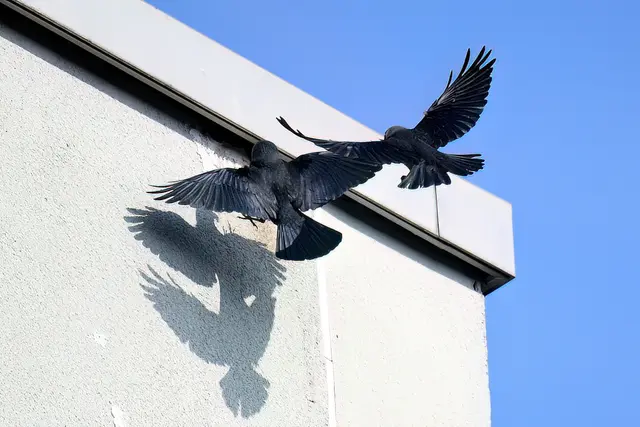 Foto: Copyright Andreas Schäfer