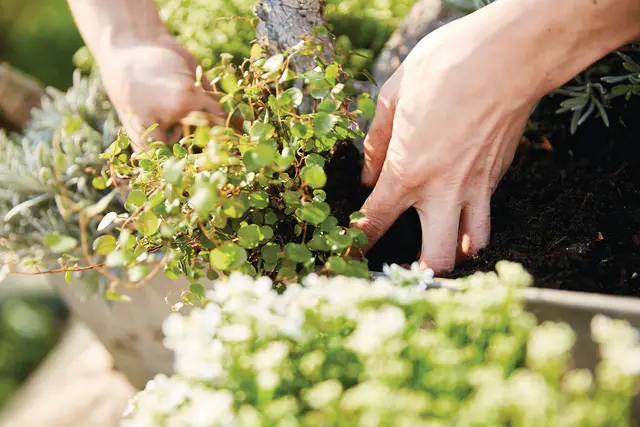 Die hochwertige Spezialerde fördert ein nachhaltiges, kräftiges Pflanzenwachstum und sorgt für eine stabile Wurzelentwicklung – unterstützt durch optimierte Wasserführungs- und Wasserhalteeigenschaften.  | Foto: Compo/akz-o