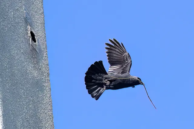 Foto: Copyright Andreas Schäfer