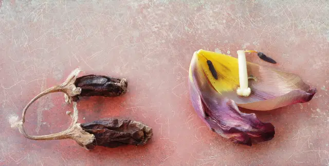 Stillleben mit getrockneten Auberginen und welker Tulpenblüte. 
Übrigens: Lt. KI wird der Aubergine in einem allgemeineren Kontext eine Symbolik für die Intensität der Liebe und des Glaubens zugeschrieben.