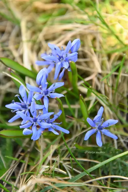 Garten im Jahreslauf (Foto: Katja Woidtke)

Frühlingserwachen im März - Scilla auf der wilden Wiese | Foto: Katja Woidtke