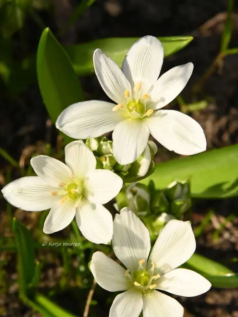 Garten im Jahreslauf (Foto: Katja Woidtke)

Frühlingserwachen im März - Milchsterne | Foto: Katja Woidtke