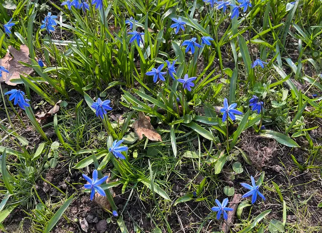 Blausterne sprießen am Maschseeufer in Hannover