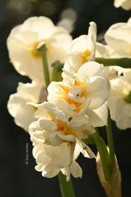 Garten im Jahreslauf (Foto: Katja Woidtke)

Frühlingserwachen im März - weiße Narzissen | Foto: Katja Woidtke