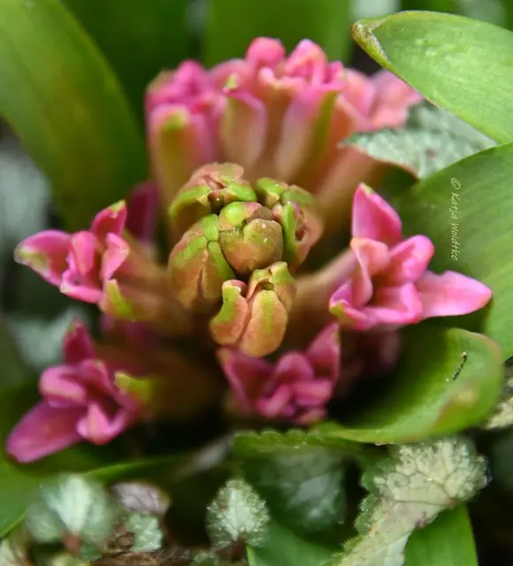 Garten im Jahreslauf (Foto: Katja Woidtke)

Frühlingserwachen im März - Hyazinthe | Foto: Katja Woidtke