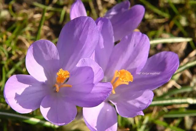 Garten im Jahreslauf (Foto: Katja Woidtke)

Frühlingserwachen im März - Krokusblüten in der Frühlingssonne | Foto: Katja Woidtke