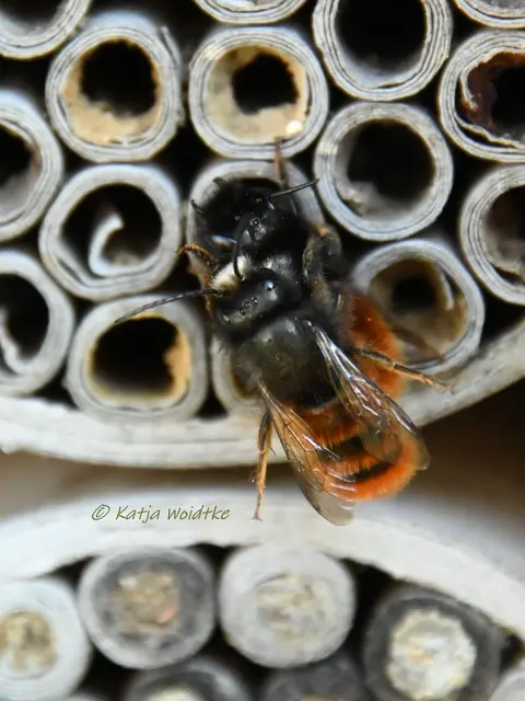 Garten im Jahreslauf (Foto: Katja Woidtke)

Frühlingserwachen im März - Gehörnte Mauerbienen | Foto: Katja Woidtke