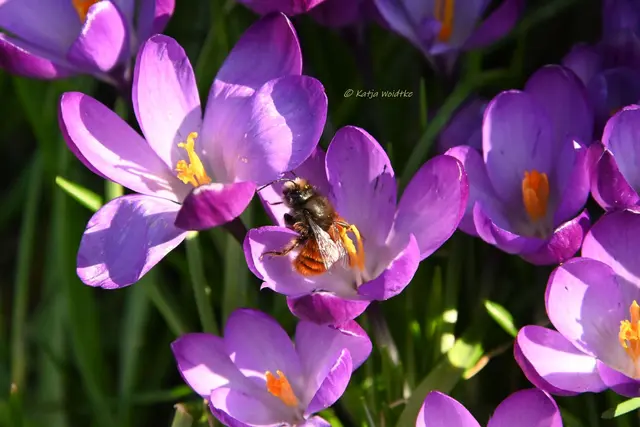 Garten im Jahreslauf (Foto: Katja Woidtke)

Frühlingserwachen im März - Gehörnte Mauerbiene (männlich) in einer Krokusblüte | Foto: Katja Woidtke