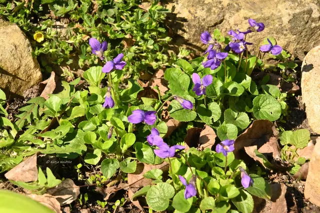 Garten im Jahreslauf (Foto: Katja Woidtke)

Frühlingserwachen im März - Veilchen im Sonnenbeet | Foto: Katja Woidtke