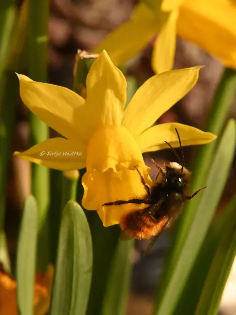 Garten im Jahreslauf (Foto: Katja Woidtke)

Frühlingserwachen im März - Gehörnte Mauerbiene an einer Narzissenblüte | Foto: Katja Woidtke