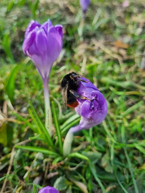 Garten im Jahreslauf (Foto: Katja Woidtke)

Frühlingserwachen im März - Steinhummel | Foto: Katja Woidtke