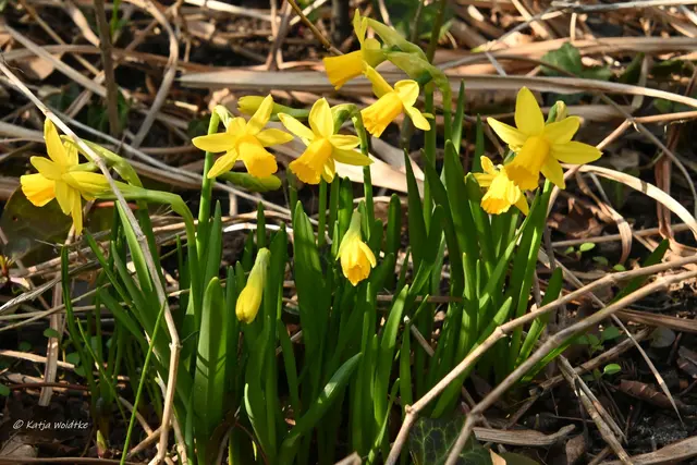 Garten im Jahreslauf (Foto: Katja Woidtke)

Frühlingserwachen im März - Narzissen im Staudenbeet | Foto: Katja Woidtke