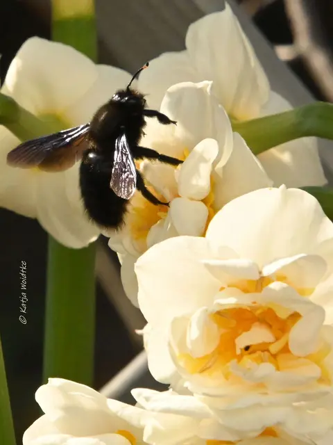 Garten im Jahreslauf (Foto: Katja Woidtke)

Frühlingserwachen im März - Schwarze Holzbiene | Foto: Katja Woidtke