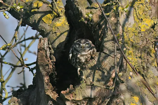 Foto: Copyright Andreas Schäfer