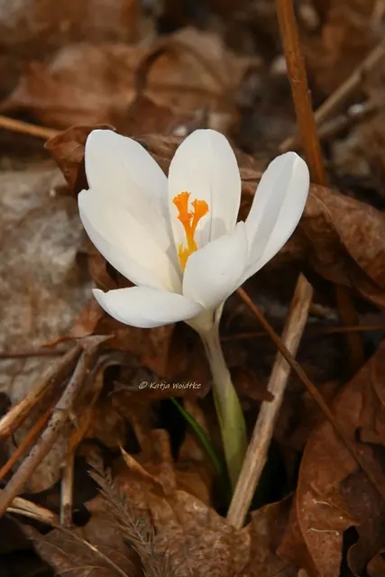 Garten im Jahreslauf (Foto: Katja Woidtke)

Frühlingserwachen im März - Krokusblüte | Foto: Katja Woidtke