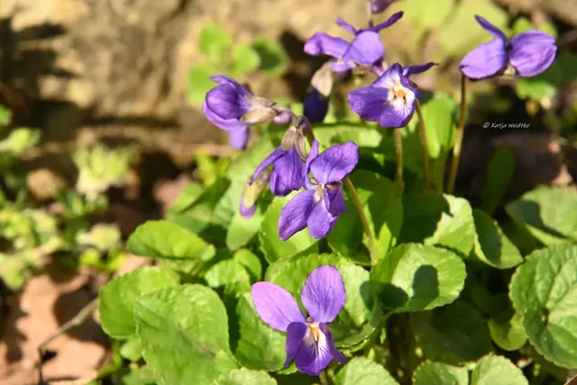 Garten im Jahreslauf (Foto: Katja Woidtke)

Frühlingserwachen im März - Veilchen | Foto: Katja Woidtke