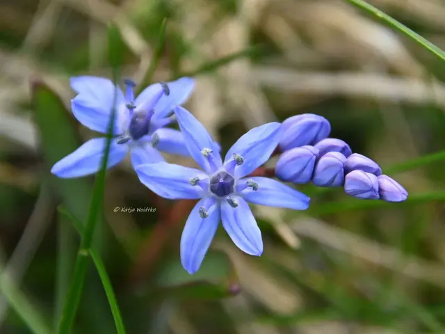 Garten im Jahreslauf (Foto: Katja Woidtke)

Frühlingserwachen im März - Scilla auf der wilden Wiese | Foto: Katja Woidtke