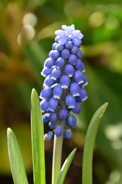 Garten im Jahreslauf (Foto: Katja Woidtke)

Frühlingserwachen im März - Muscari | Foto: Katja Woidtke
