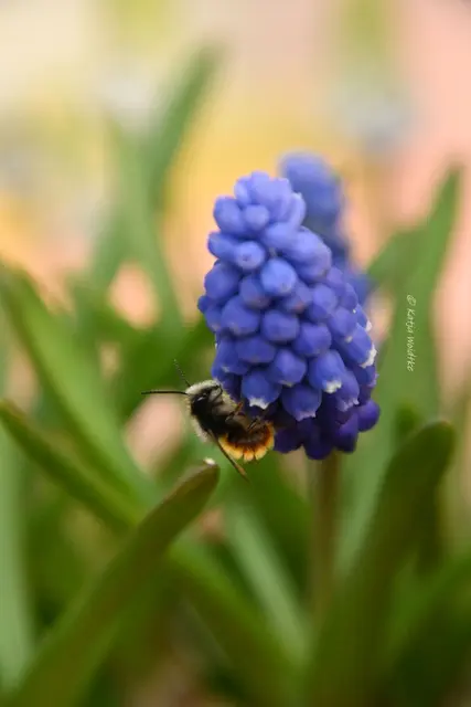 Garten im Jahreslauf (Foto: Katja Woidtke)

Frühlingserwachen im März - Muscari mit Gehörnter Mauerbiene | Foto: Katja Woidtke