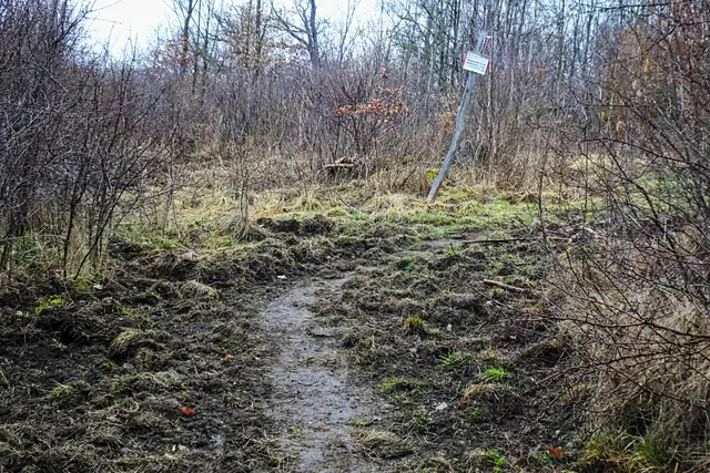 auf dem Alexisbader Weg waren die Wildschweine recht fleißig
