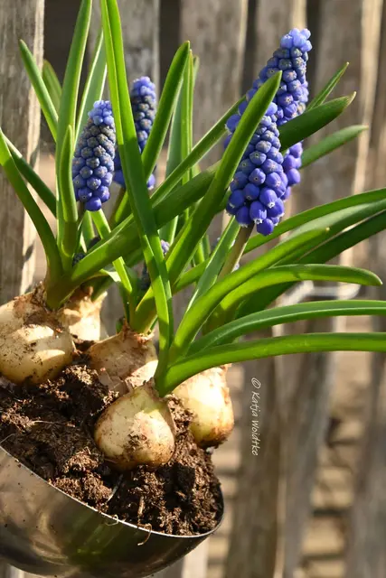 Garten im Jahreslauf (Foto: Katja Woidtke)

Frühlingserwachen im März - Muscari in der Suppenkelle | Foto: Katja Woidtke