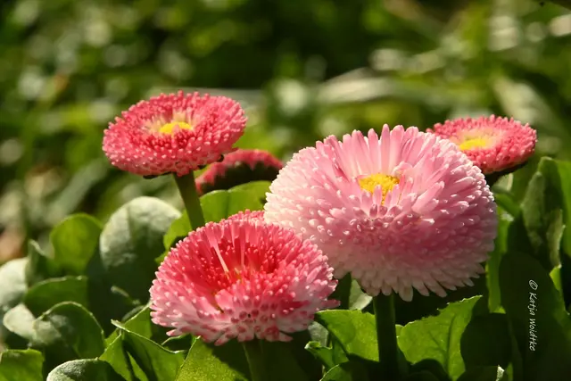 Garten im Jahreslauf (Foto: Katja Woidtke)

Frühlingserwachen im März - Bellis | Foto: Katja Woidtke