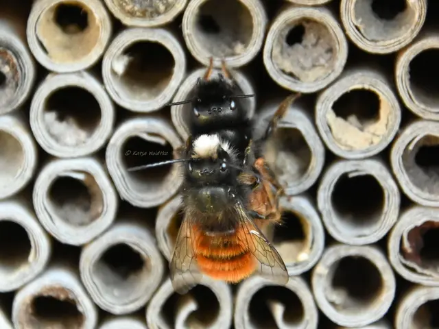 Garten im Jahreslauf (Foto: Katja Woidtke)

Frühlingserwachen im März - Gehörnte Mauerbienen bei der Paarung  | Foto: Katja Woidtke