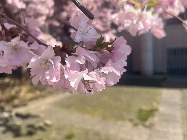 Kirschblüte am Aegidientor-/Georgsplatz