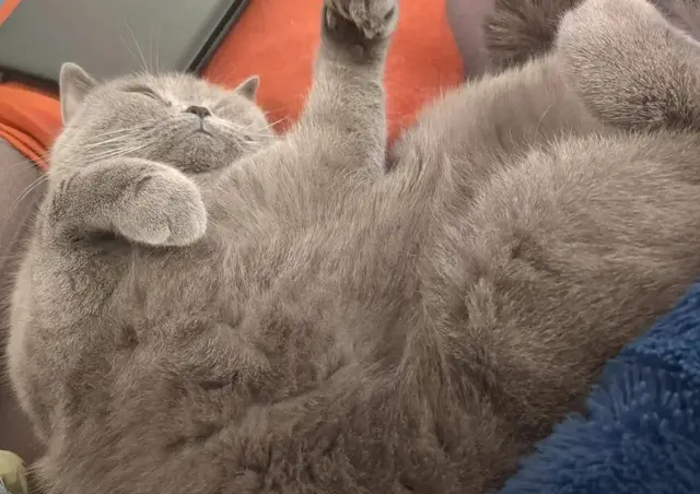 Katze Pearl | Foto: Astrid Günther