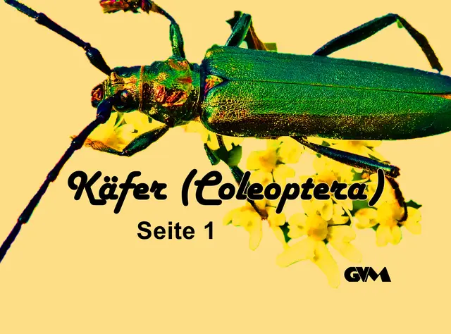 Foto: GvMeegen